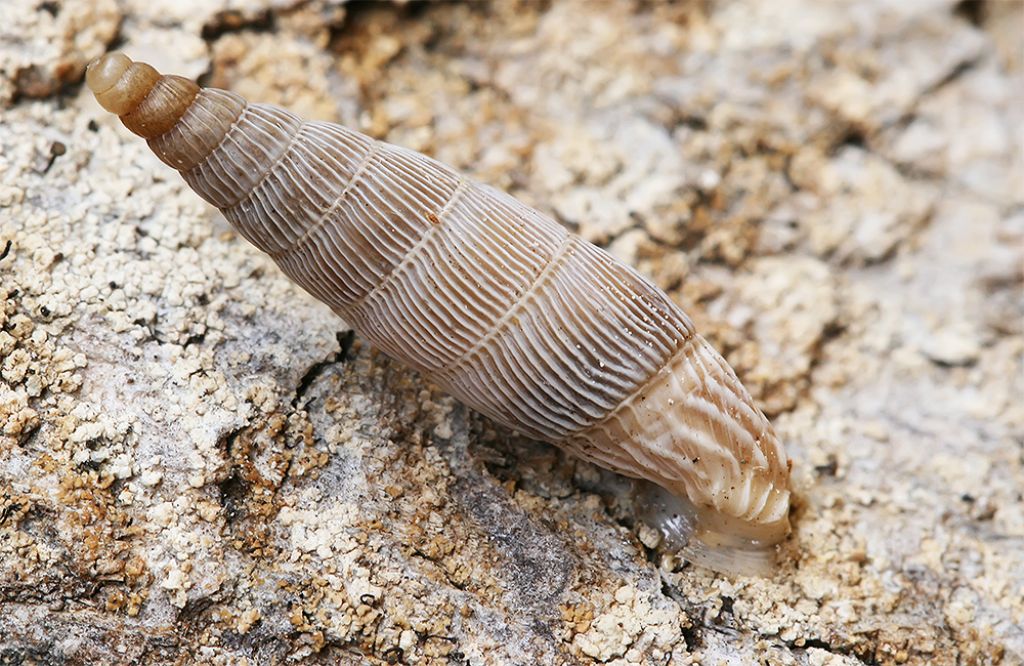 Clausiliidae. Turchia